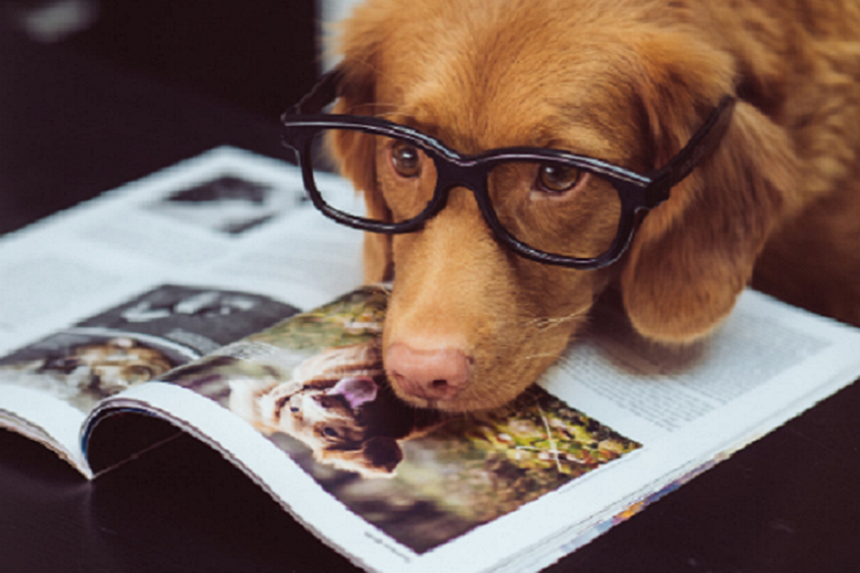Dog reading a magazine with glasses on