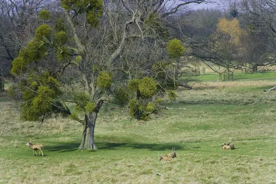 A fabulous view of Hampton Court Park... right on your doorstep