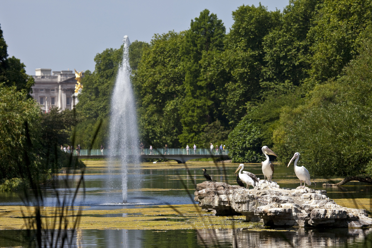 Herons in St James Park with buckingham Palace in the background